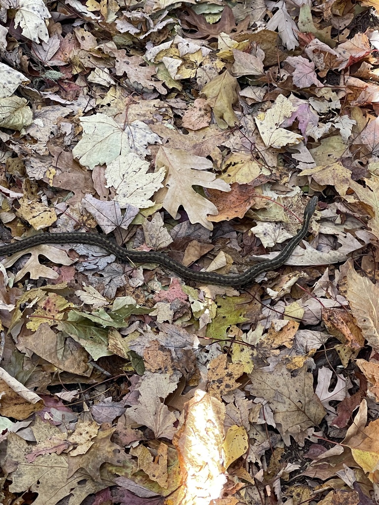 Common Garter Snake From Pisgah National Forest, Blowing Rock, NC, US ...