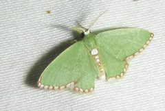 Allochrostes impunctata