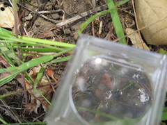 Rhynocoris ventralis