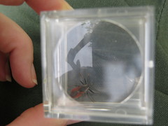 Rhynocoris ventralis