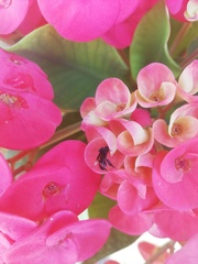 Frieseomelitta nigra