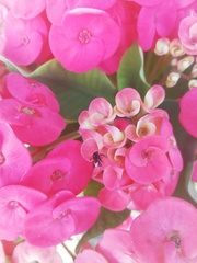 Frieseomelitta nigra