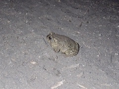 Anaxyrus californicus