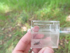 Rhynocoris ventralis