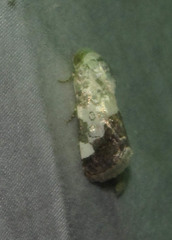 Acontia discoidea