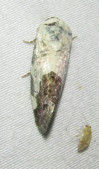 Acontia discoidea