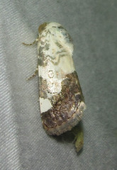 Acontia discoidea