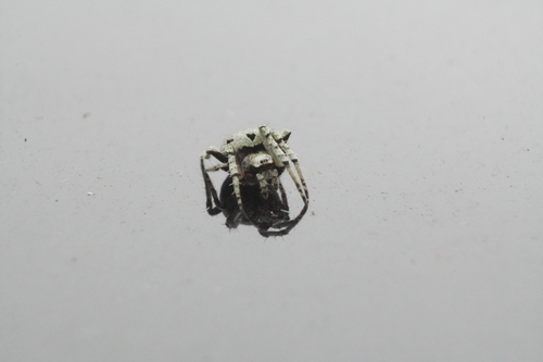 Humpbacked Orbweaver photo 4