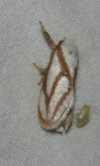 Parapluda