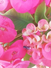 Frieseomelitta nigra