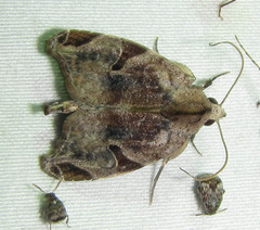 Androlymnia torsivena