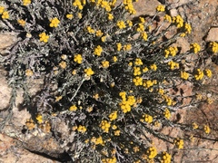 Helichrysum obductum