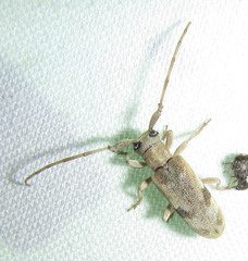 Eunidia vagevittata