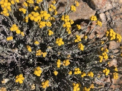 Helichrysum obductum