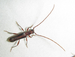 Ossibia fuscata