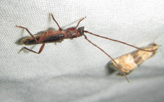 Ossibia fuscata