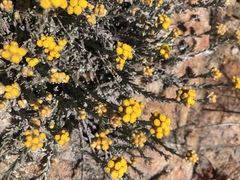 Helichrysum obductum