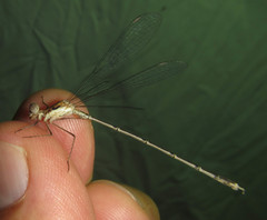 Lestes pinheyi
