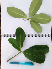 Alstonia