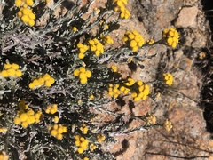 Helichrysum obductum