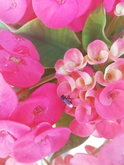 Frieseomelitta nigra