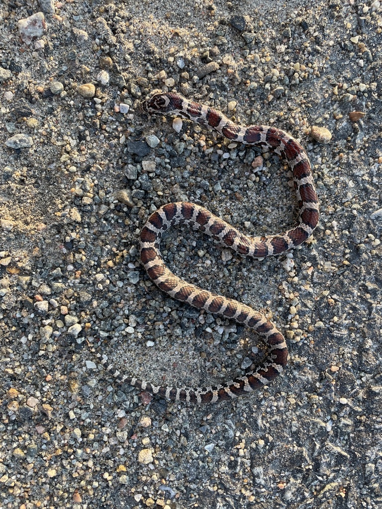 Eastern Milksnake from Lake Algonquin, Wells, NY, US on October 27 ...