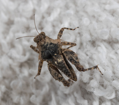 Thoradonta longispina