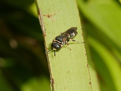 Bembicinae