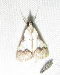 Autocharis jacobsalis