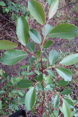 Salix hastata