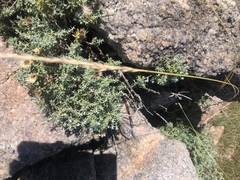 Helichrysum reflexum