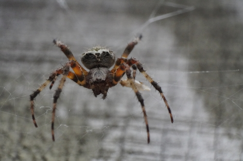 Red-femured Spotted Orbweaver photo 6