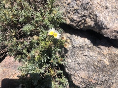 Helichrysum reflexum