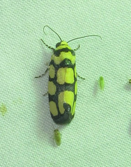 Acontia guttifera