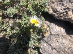 Helichrysum reflexum