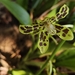 Bell Orchid - Photo (c) Yovie Jehabut, some rights reserved (CC BY-NC), uploaded by Yovie Jehabut