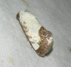 Acontia discoidea