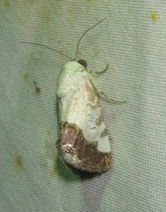 Acontia discoidea