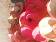 Frieseomelitta nigra