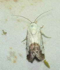 Acontia discoidea