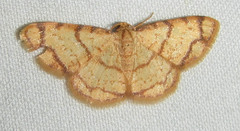 Lomographa indularia
