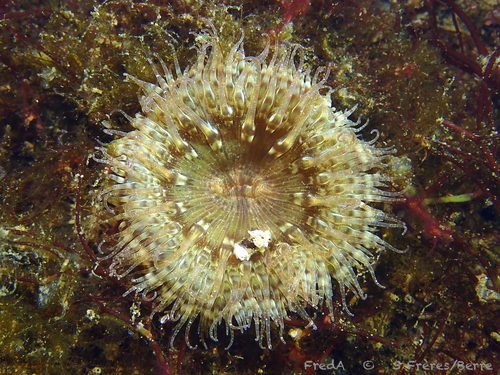 Daisy Anemone, photo 4 of 8
