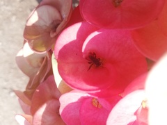 Frieseomelitta nigra