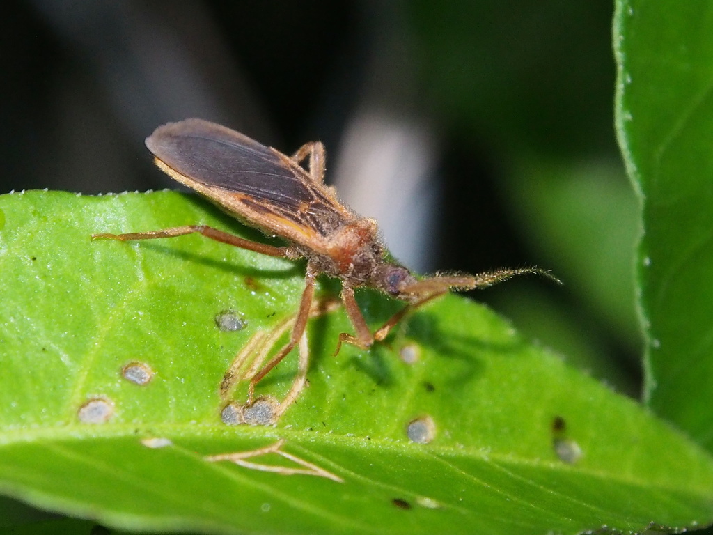 Opistoplatys majusculus