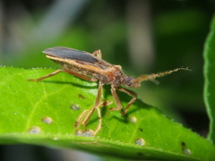 Opistoplatys majusculus