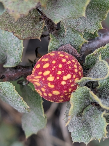 Beaked Twig Gall Wasp photo 4