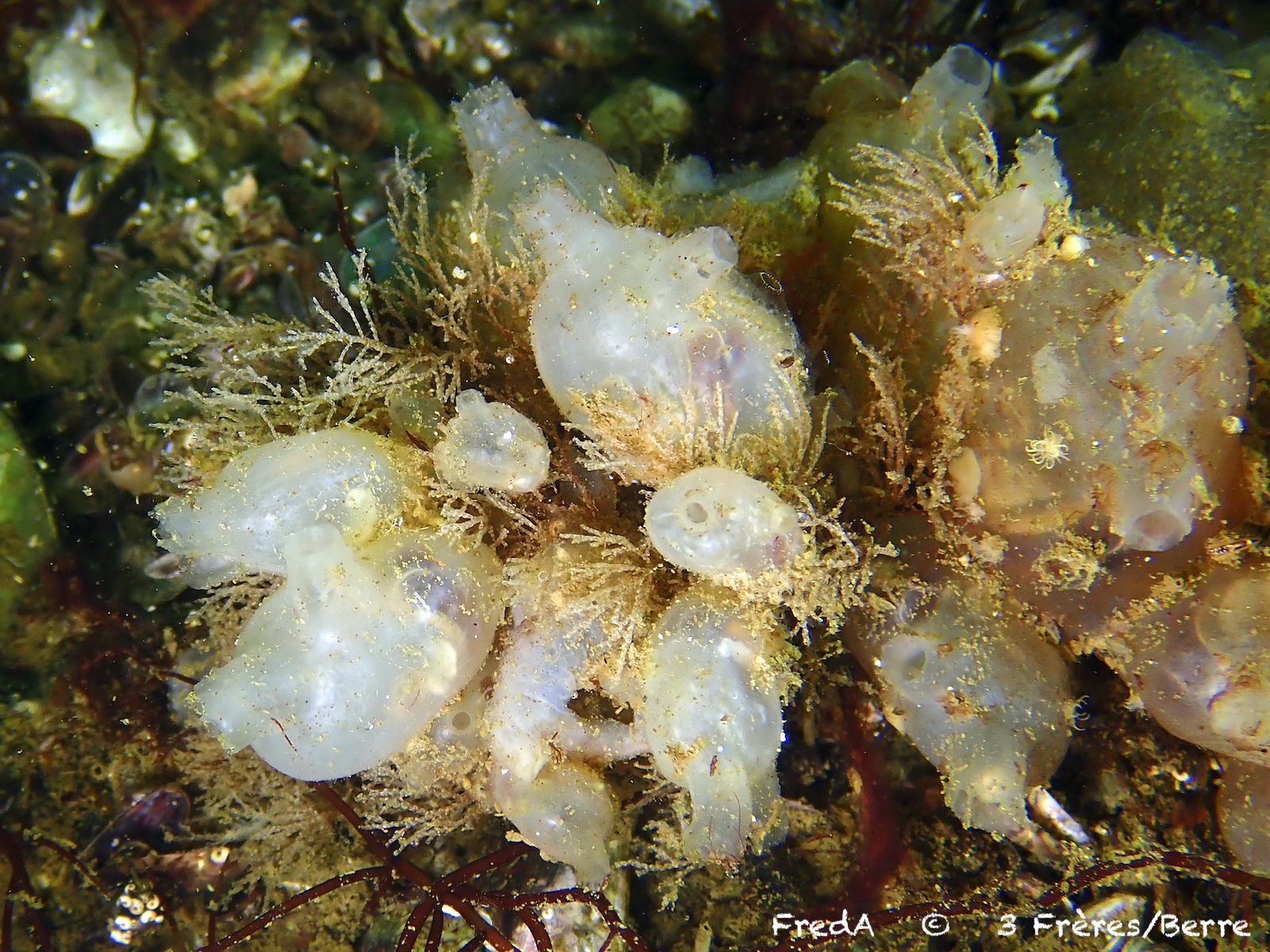 Molgula manhattensis (De Kay, 1843)