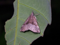 Hypena cidarioides