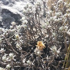 Gnaphaliothamnus lavandulifolius