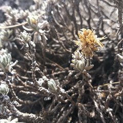 Gnaphaliothamnus lavandulifolius